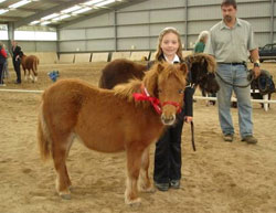 The youngest handler of the day enjoys winning her class for Shetland pony Foals.